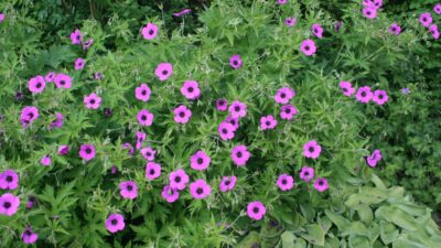 Geranium psilostemon 'Patricia'