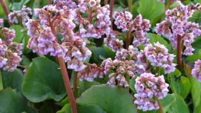 Bergenia cordifolia