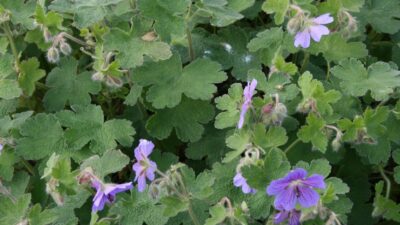 Geranium renardii 'Terre Franche'