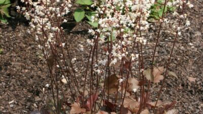 Heucherella tiarelloides 'Quicksilver' ®