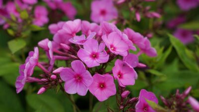 Phlox paniculata 'Flame Pink' ®