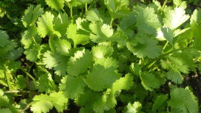 Coriandrum sativum