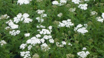 Achillea millefolium 'Schneetaler'