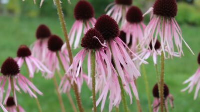 Echinacea pallida