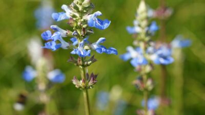 Salvia uliginosa