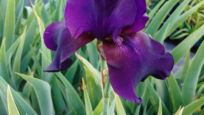 Iris x barbata-elatior 'Superstition'