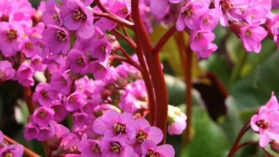 Bergenia cordifolia 'Admiral'