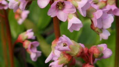 Bergenia cordifolia 'Baby Doll'