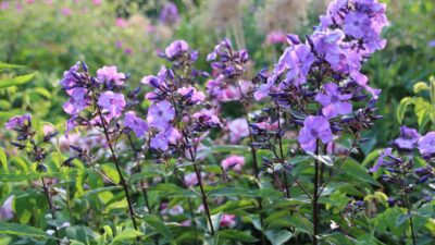 Phlox paniculata 'Blue Paradise'