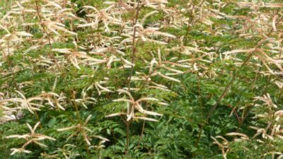 Aruncus aethusifolius 'Horatio'