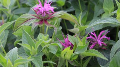 Monarda fistulosa var. menthifolia