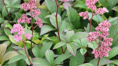 Rodgersia henrici 'Superba'