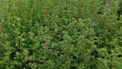 Origanum majorana