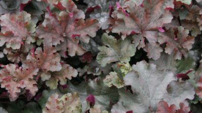Heuchera micrantha 'Can Can' ®
