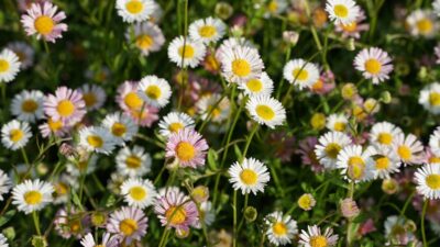 Erigeron karvinskianus 'Blütenmeer'