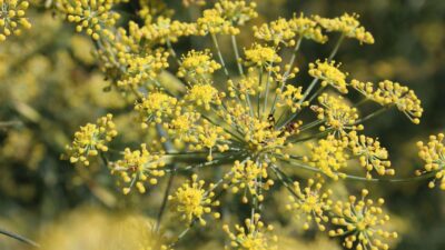 Anethum graveolens var. hortorum