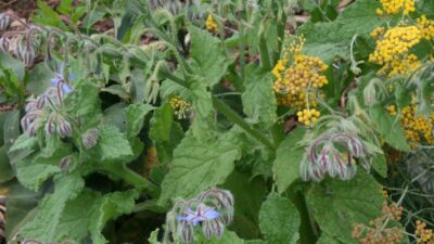 Borago officinalis