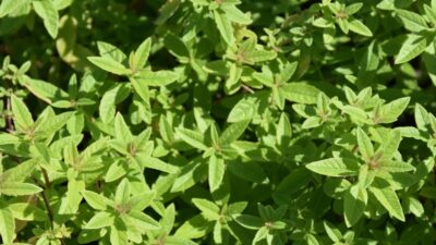 Aloysia triphylla