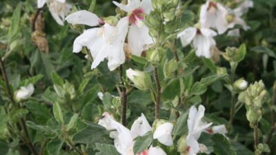 Lavatera x olbia 'Baby Barnsley'