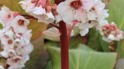 Bergenia cordifolia 'Silberlicht'