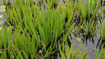 Stratiotes aloides