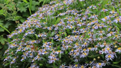 Aster ageratoides 'Adustus Nanus'