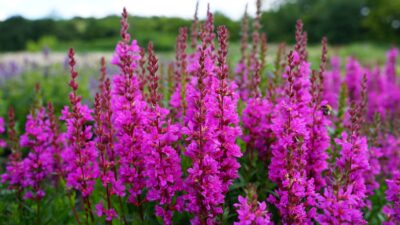 Lythrum salicaria 'Robin'