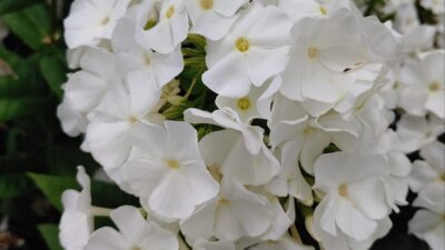 Phlox paniculata 'Flame White' ®
