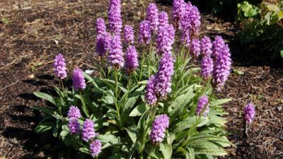 Dactylorhiza maculata