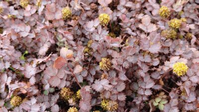 Acaena inermis 'Purpurea'