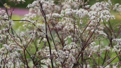 Anthriscus sylvestris 'Ravenswing'