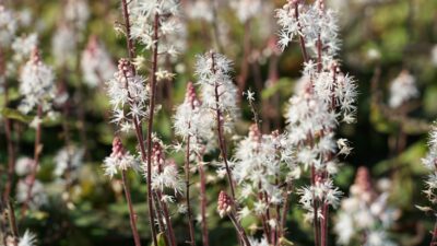Tiarella laciniata 'Spring Symphony' ®