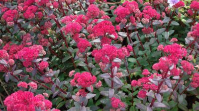 Sedum telephium 'Red Cauli' ®