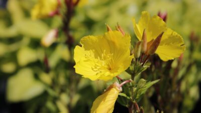 Oenothera pilosella 'Yella Fella'