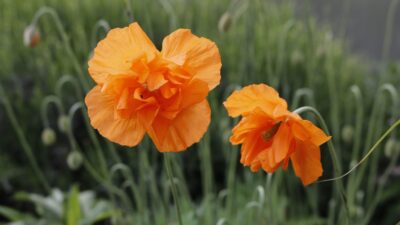 Papaver rupifragum 'Flore Pleno'