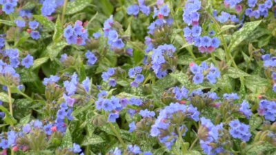 Pulmonaria saccharata 'Trevi Fountain' ®