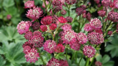Astrantia major 'Moulin Rouge' ®