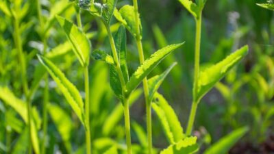 Parthenium integrifolium