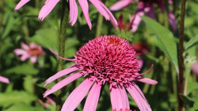 Echinacea purpurea 'Pink Double Delight' ®