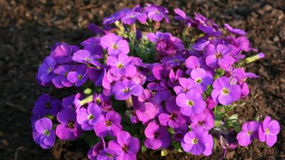 Aubrieta x cult. 'Kitte Blue' ®