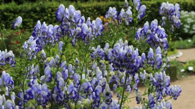 Aconitum x cammarum 'Bicolor'