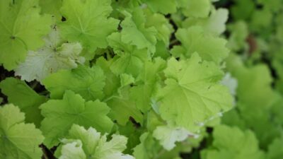 Heuchera villosa 'Citronelle' ®