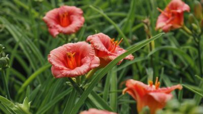 Hemerocallis x cult. 'Cosmopolitan'