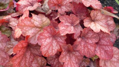 Heuchera x cult. 'Peach Flambé'