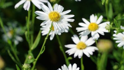 Kalimeris incisa 'Alba'