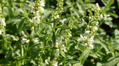 Stachys recta
