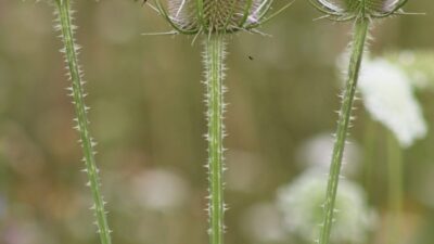 Dipsacus fullonum