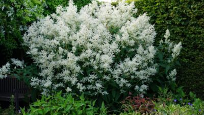 Persicaria x cult. 'Johanniswolke'