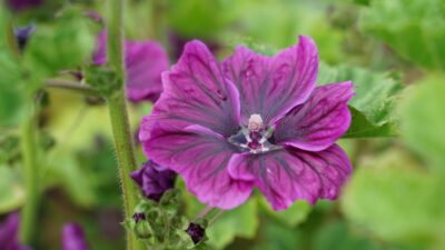Malva sylvestris