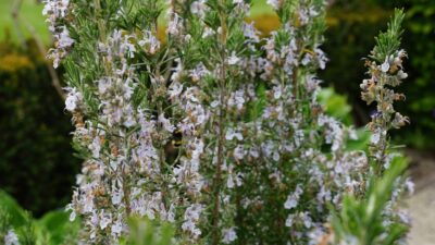 Rosmarinus officinalis 'Blue Winter'